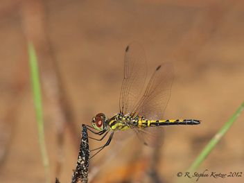 Celithemis ornata, female